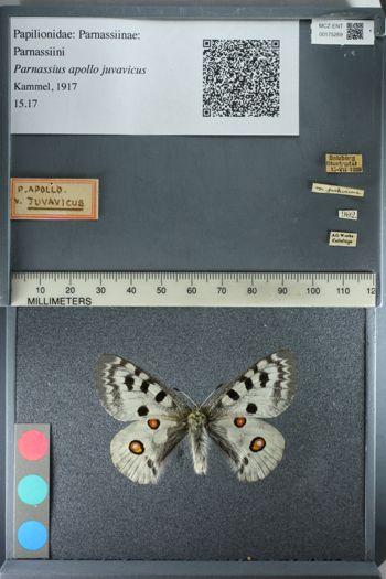 Media type: image;   Entomology 175269